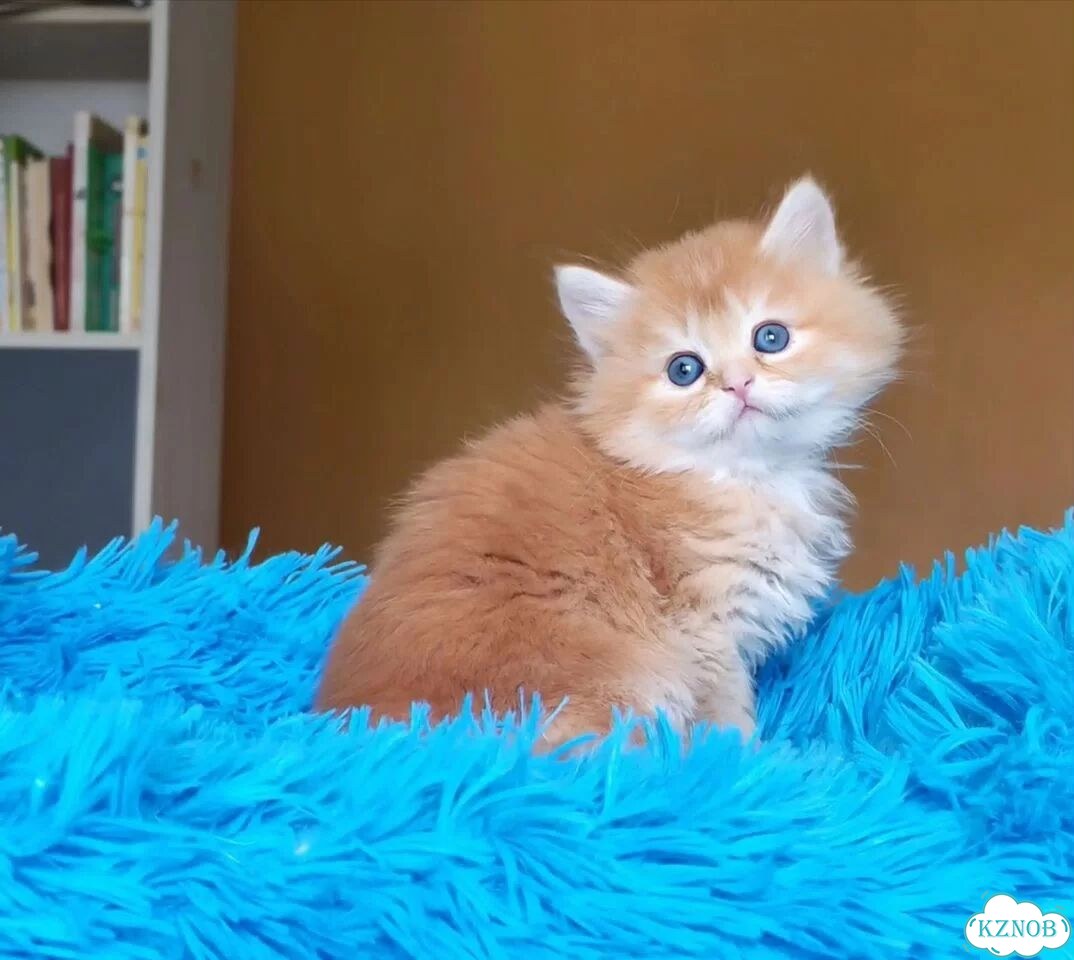 Британский короткошёрстный котёнок фото 1