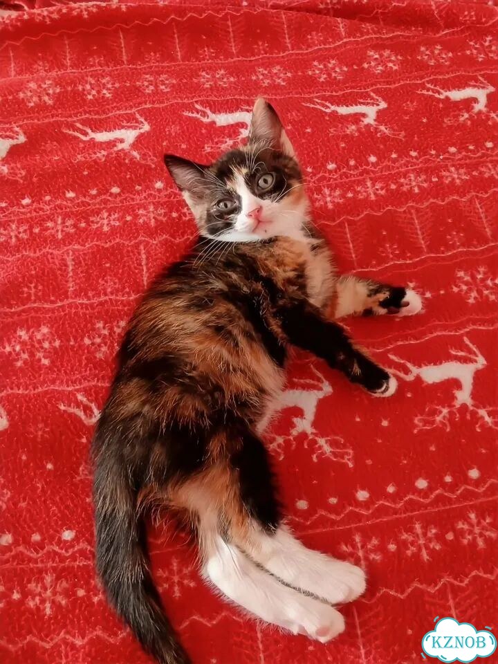 Котёнок в добрые руки фото 1
