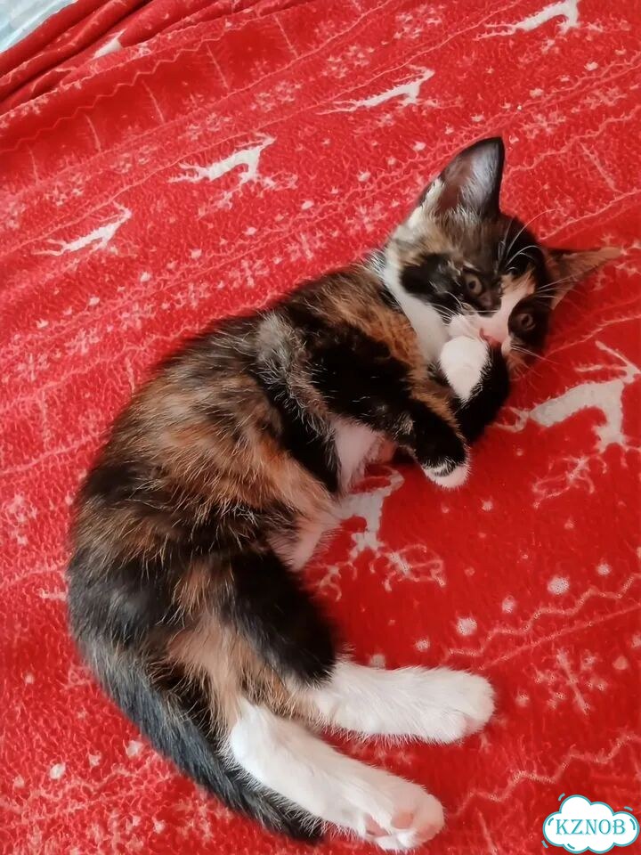 Котёнок в добрые руки фото 2