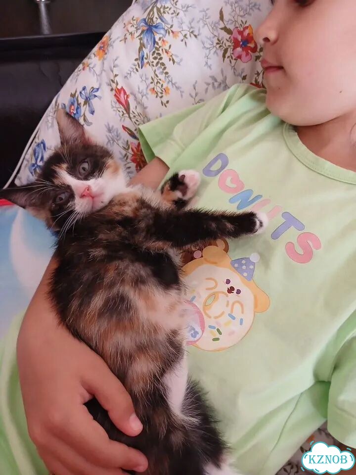 Котёнок в добрые руки фото 3