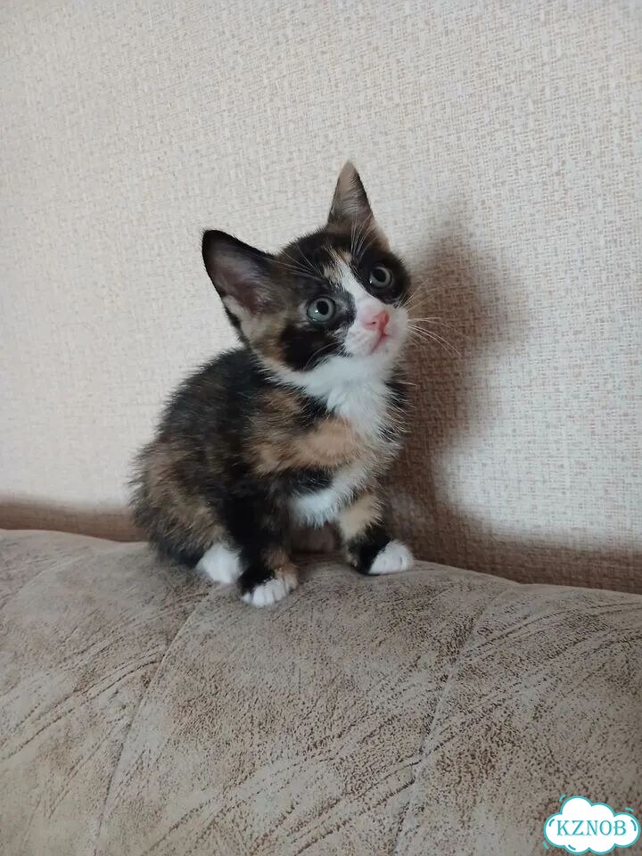 Котёнок в добрые руки фото 4