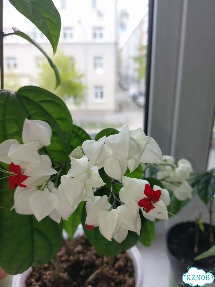 Клеродендрум госпожи Томпсона фото 1