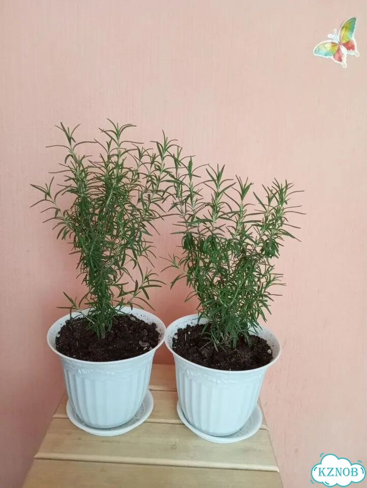Фикус бенджамина фото 3