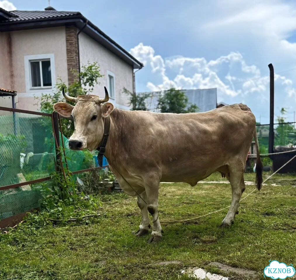 Корова швицкой породы фото 1