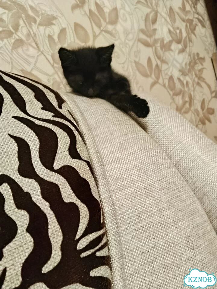 Котёнок в добрые руки фото 1