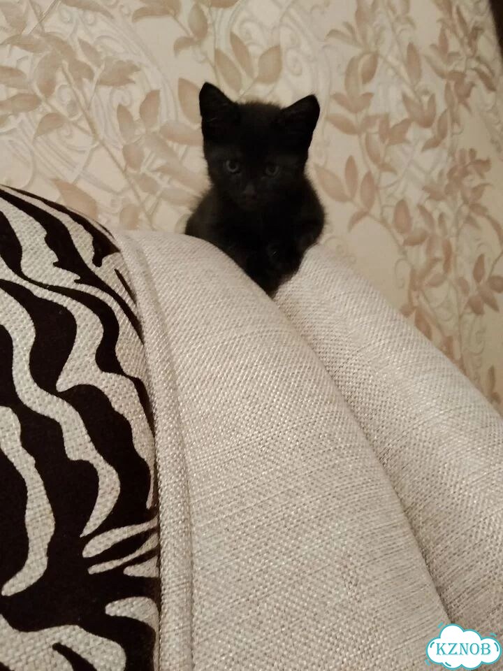 Котёнок в добрые руки фото 2