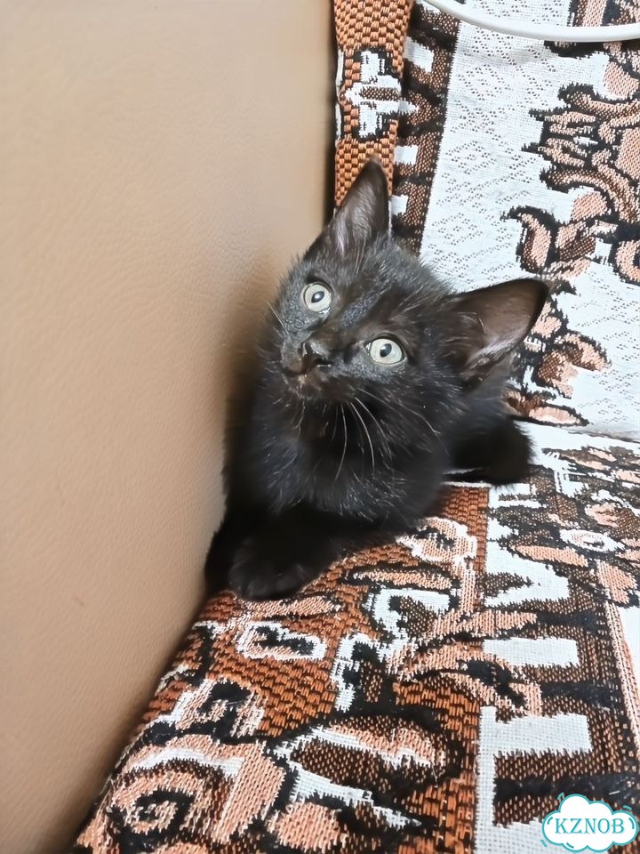 Котёнок в добрые руки фото 1