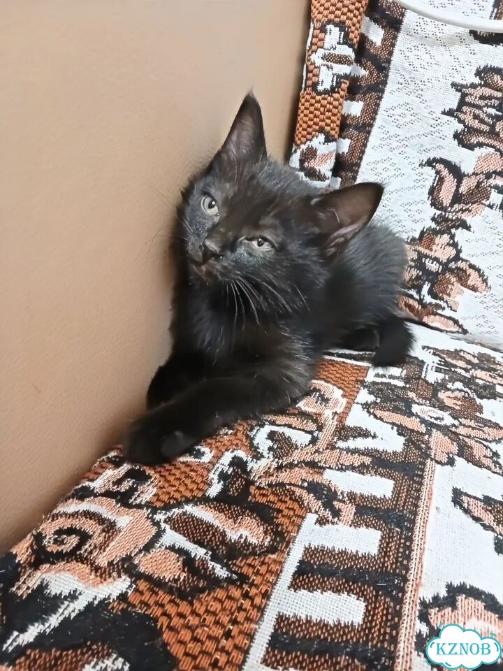Котёнок в добрые руки фото 2
