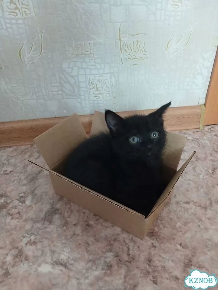 Котёнок в добрые руки фото 3