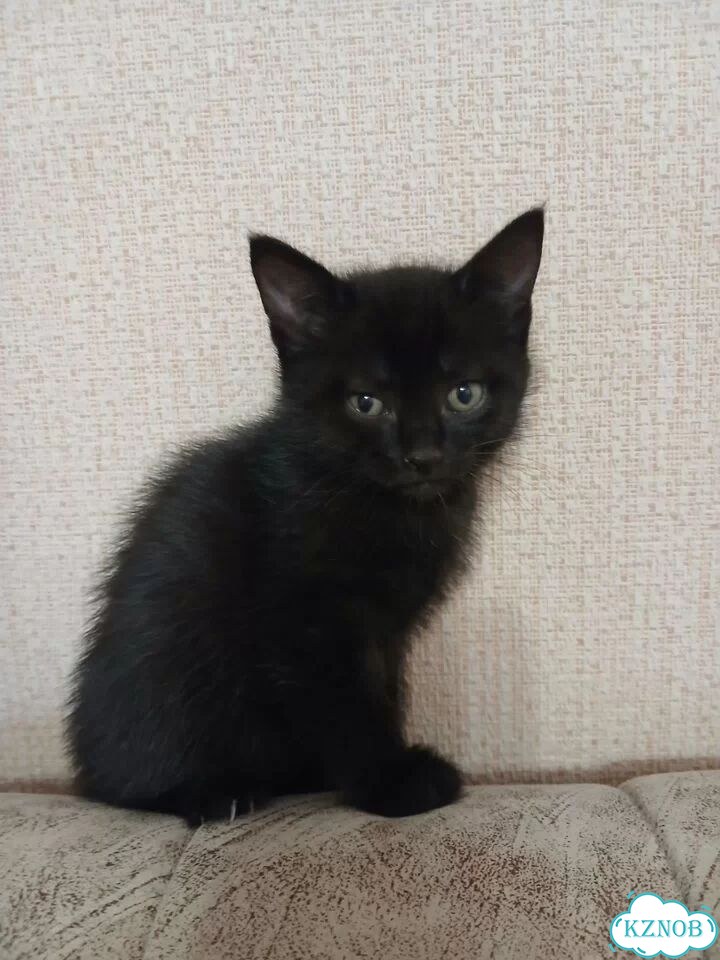 Котёнок в добрые руки фото 4