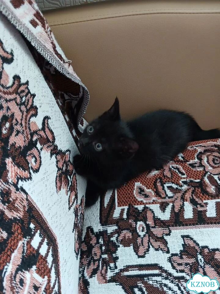 Котёнок в добрые руки фото 5