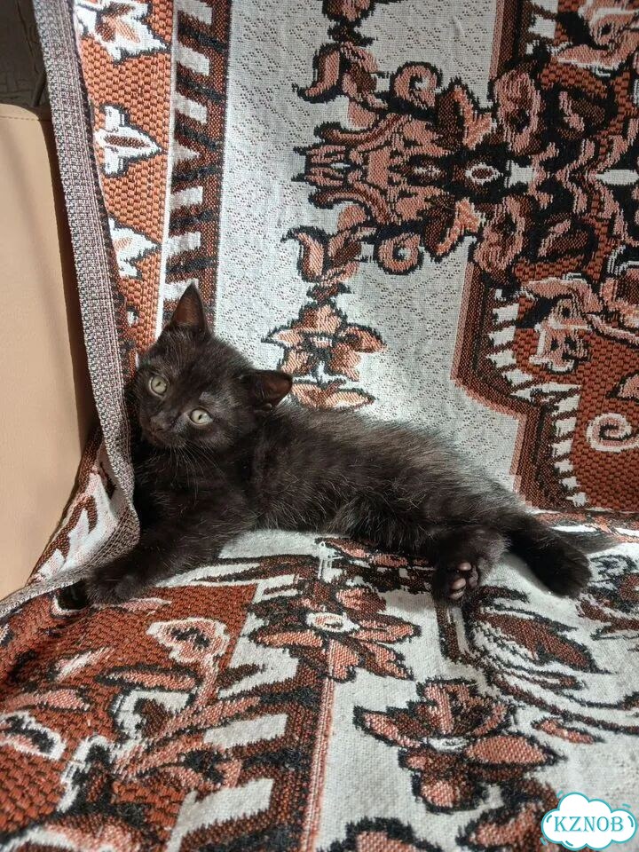 Котёнок в добрые руки фото 6