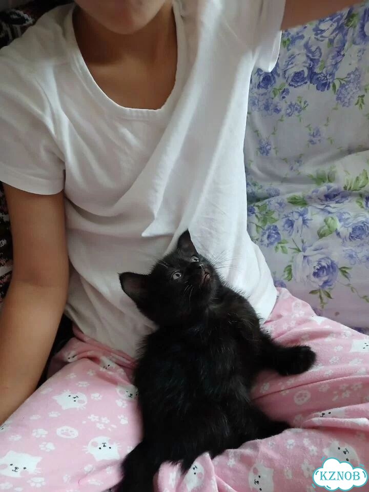 Котёнок в добрые руки фото 7