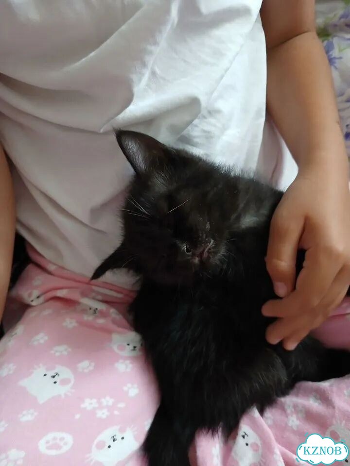 Котёнок в добрые руки фото 8