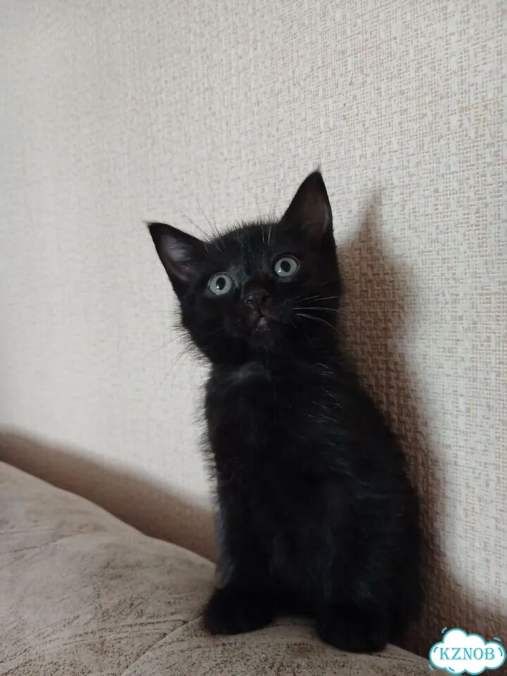 Котёнок в добрые руки фото 9