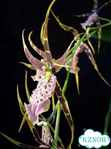 Орхидея. Камбрия. Брассия. Brassia Schelob Tolkien фото 1