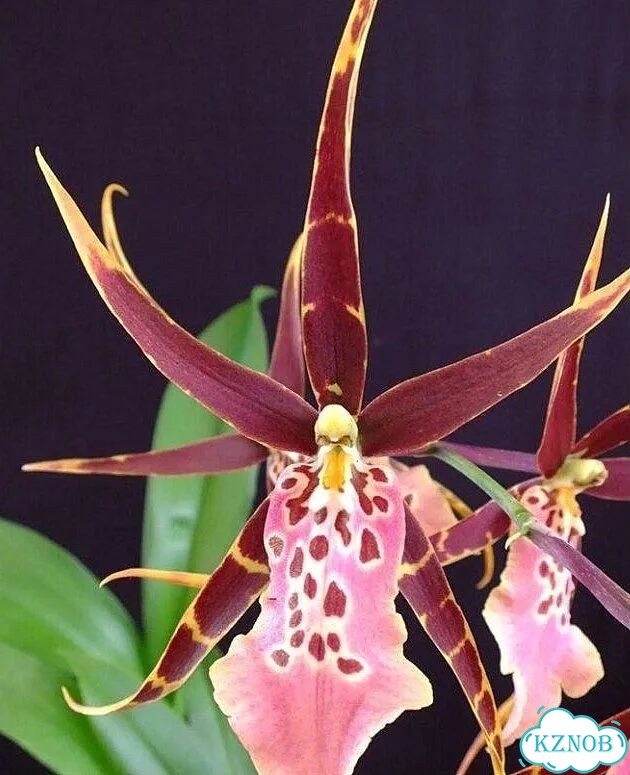 Орхидея. Камбрия. Брассия. Brassia Schelob Tolkien фото 2