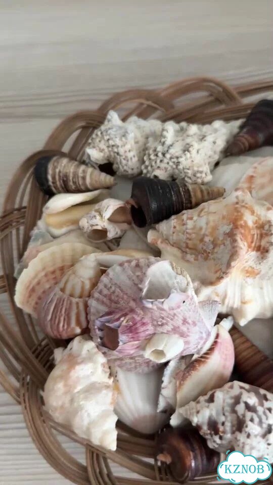 Ракушки морские фото 1