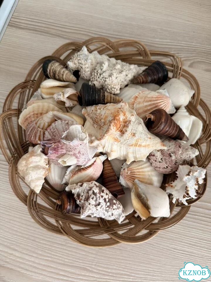 Ракушки морские фото 2