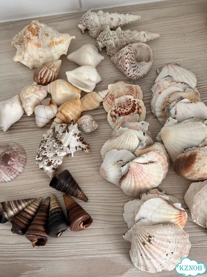 Ракушки морские фото 3
