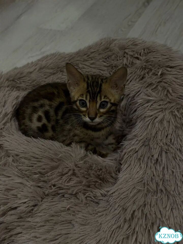 Бенгальский котёнок фото 1
