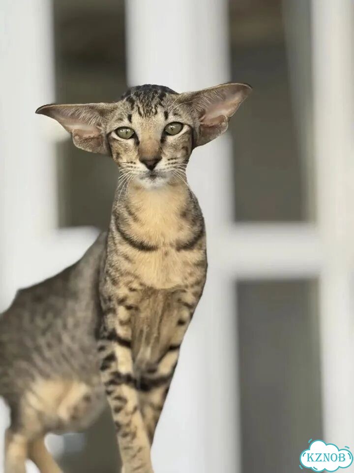 Ориентальный котёнок фото 10