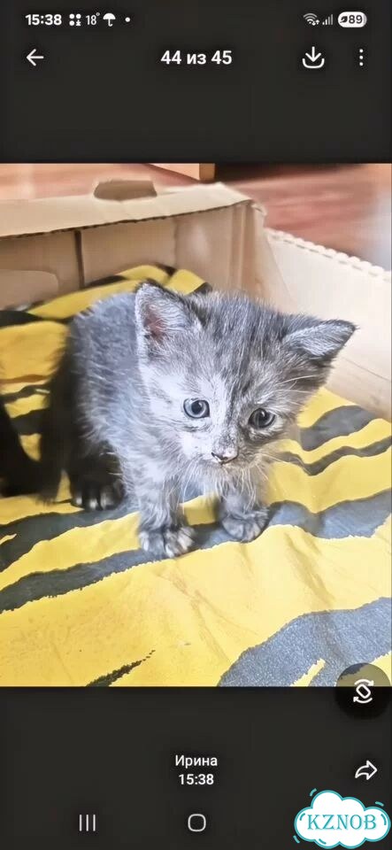 Котёнок в добрые руки фото 1