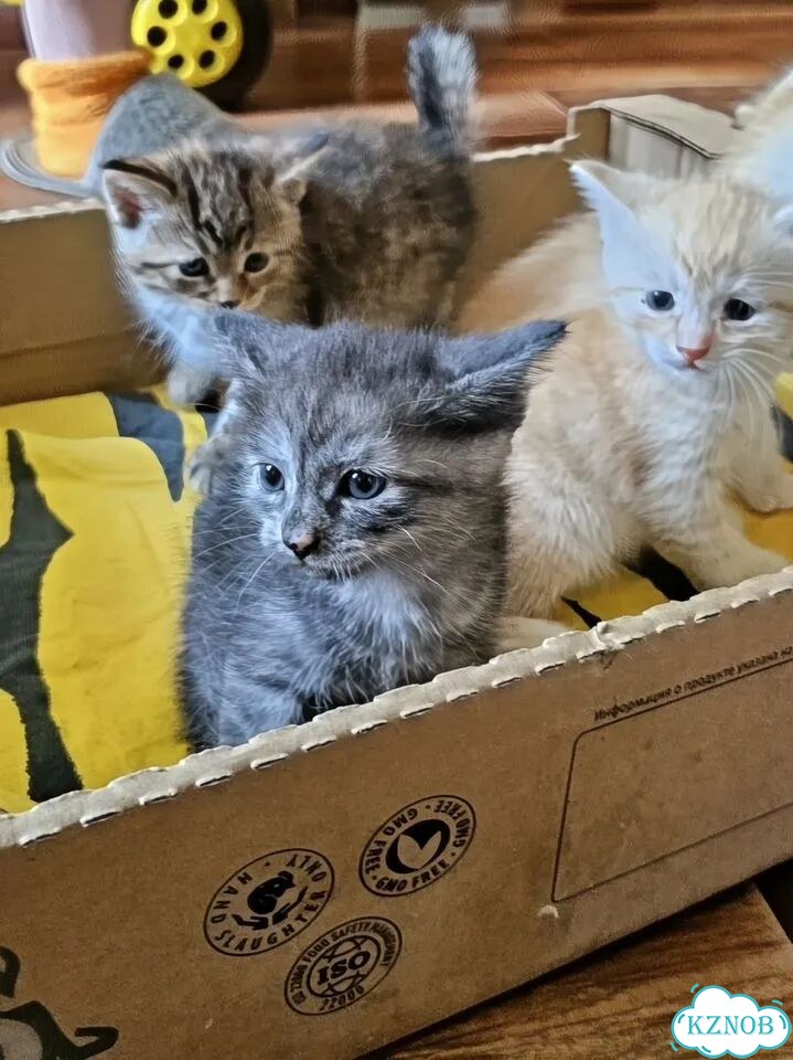 Котёнок в добрые руки фото 2