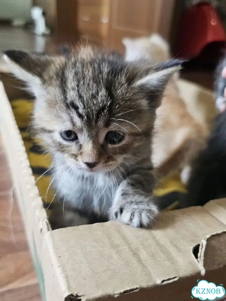 Котёнок в добрые руки фото 1