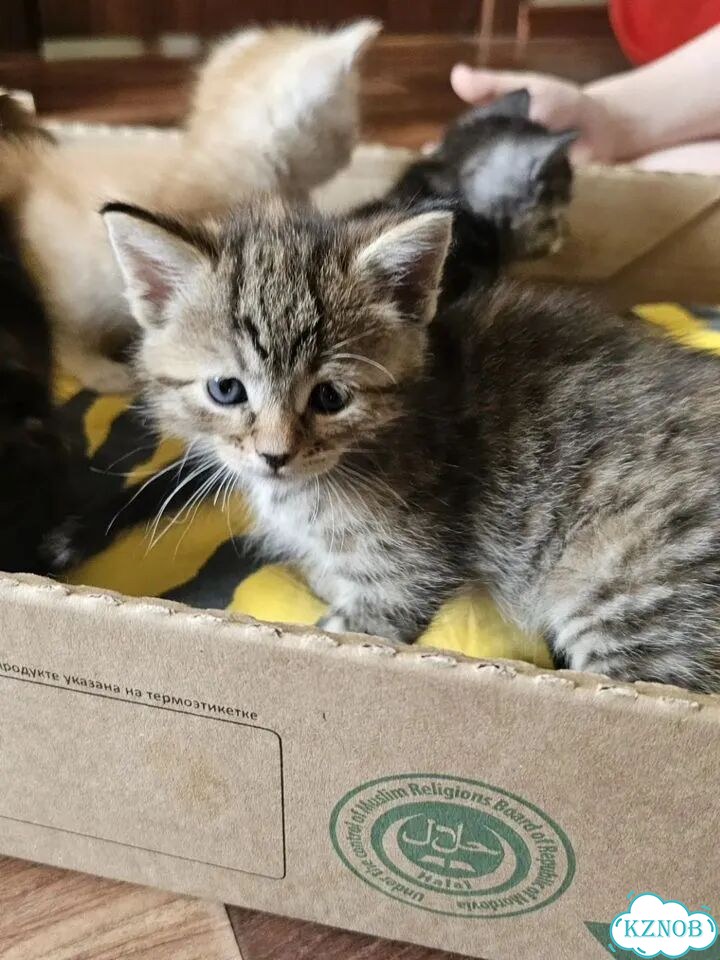 Котёнок в добрые руки фото 2