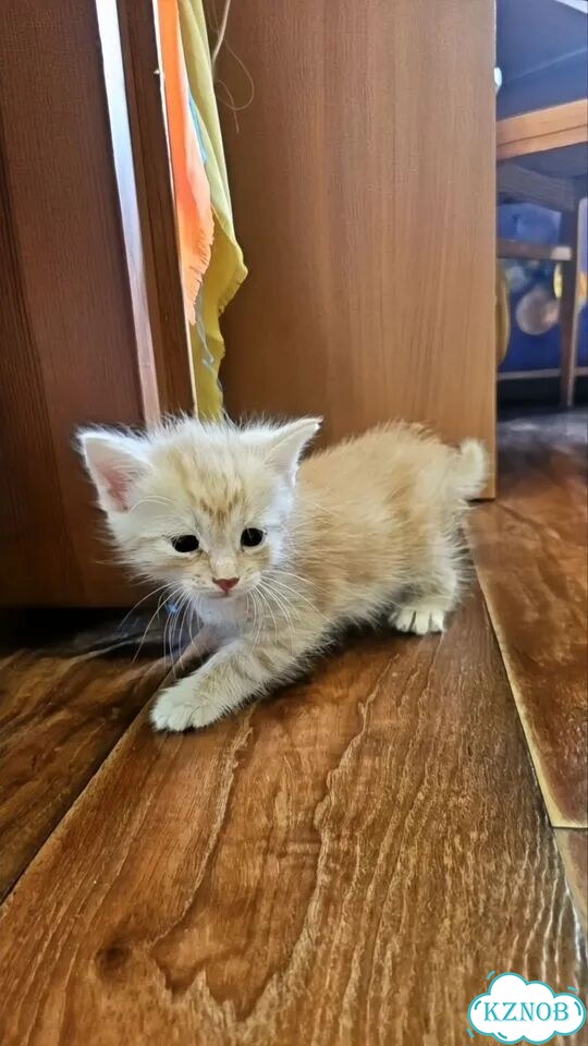 Котёнок в добрые руки фото 1