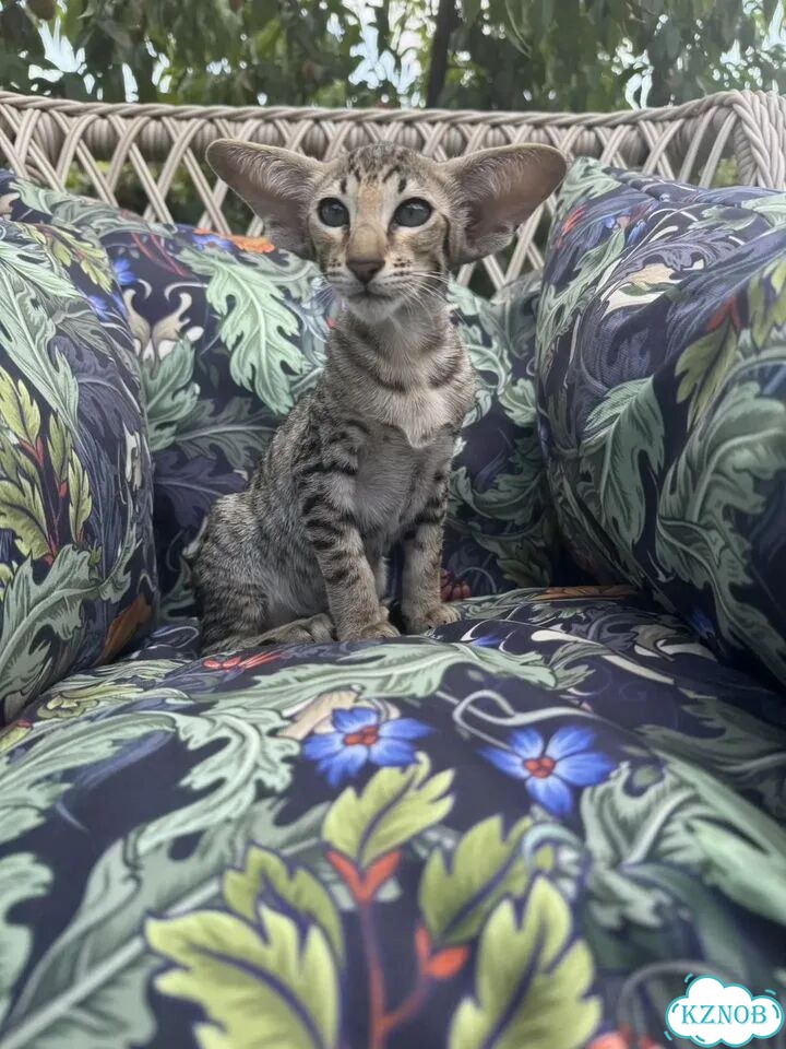 Ориентальный котёнок фото 1