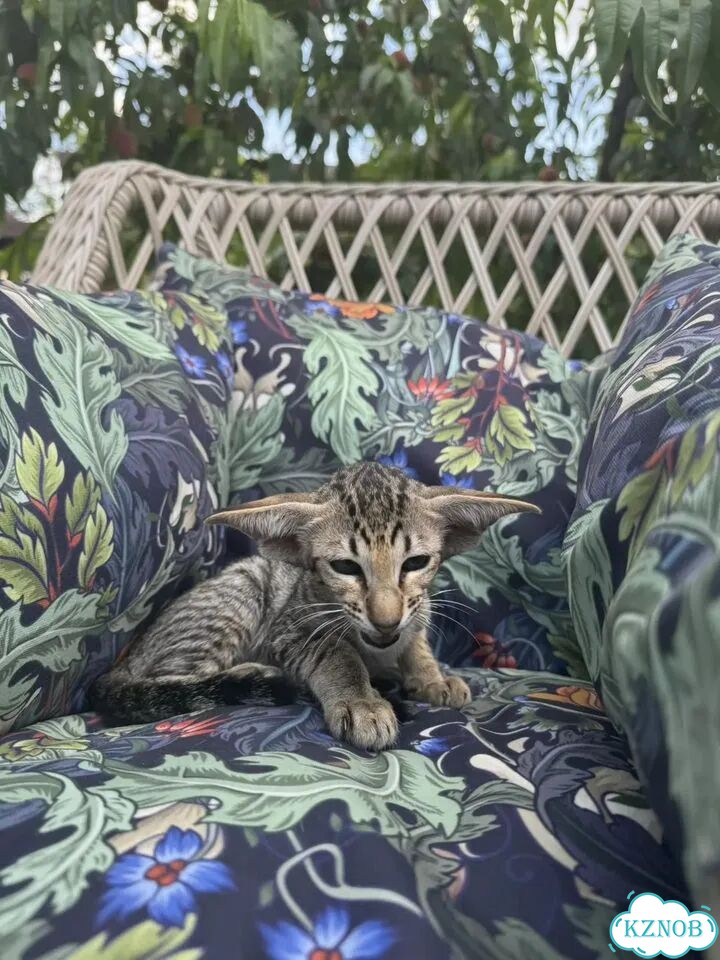 Ориентальный котёнок фото 6