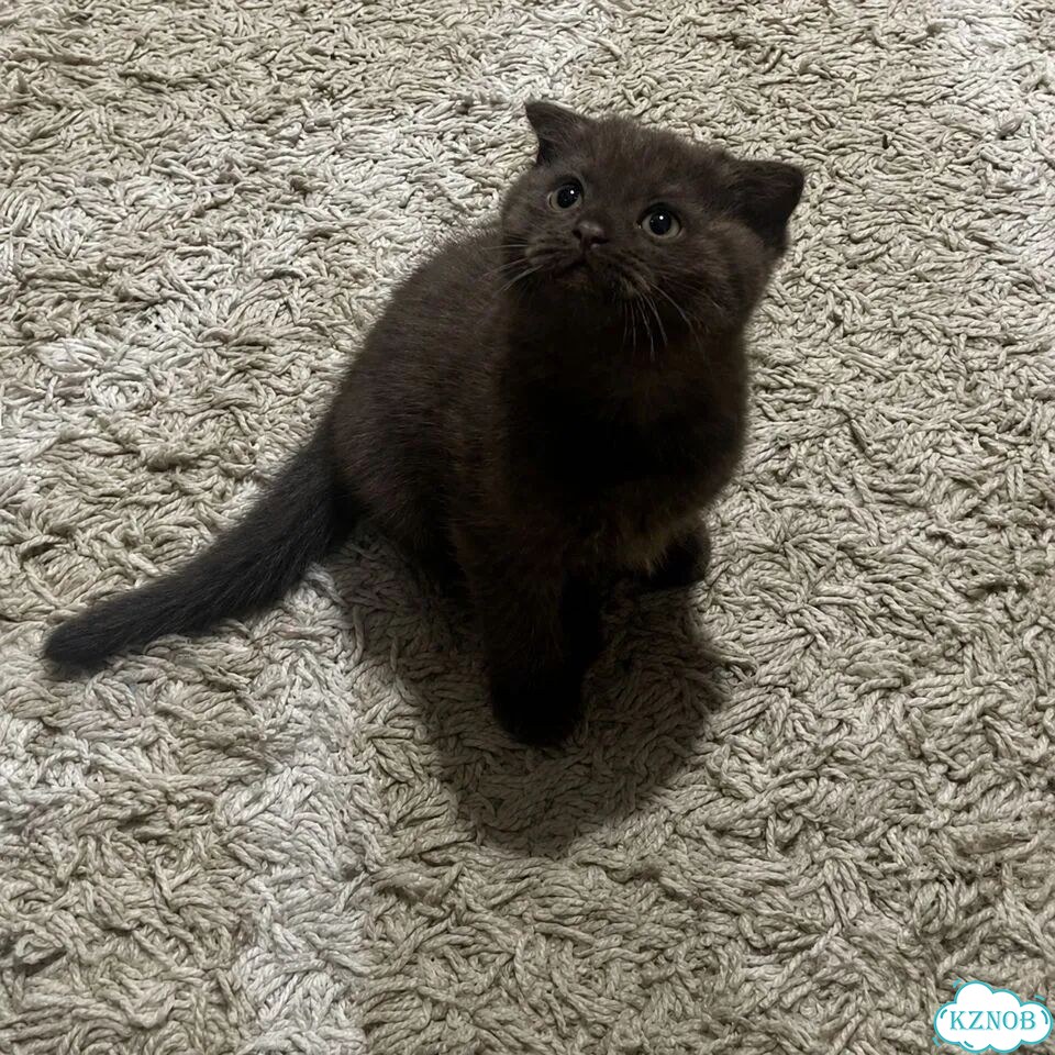 Шотландский вислоухий короткошёрстный котёнок фото 1