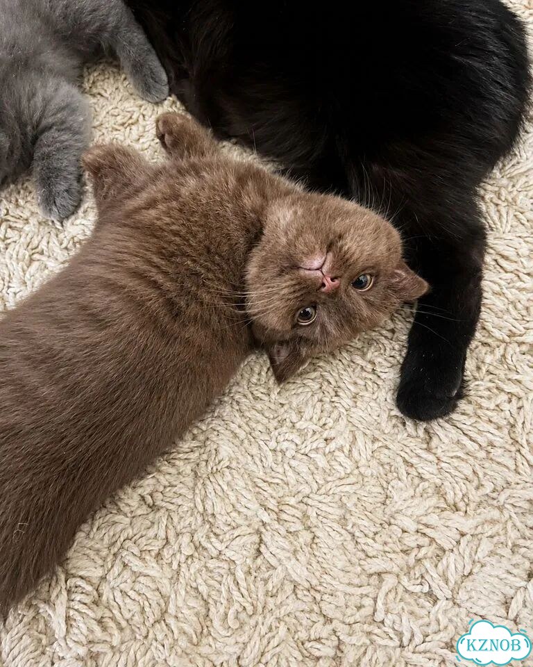 Шотландский вислоухий короткошёрстный котёнок фото 2