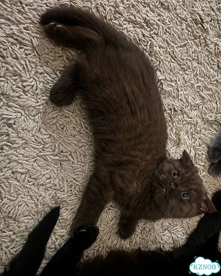 Шотландский вислоухий короткошёрстный котёнок фото 3
