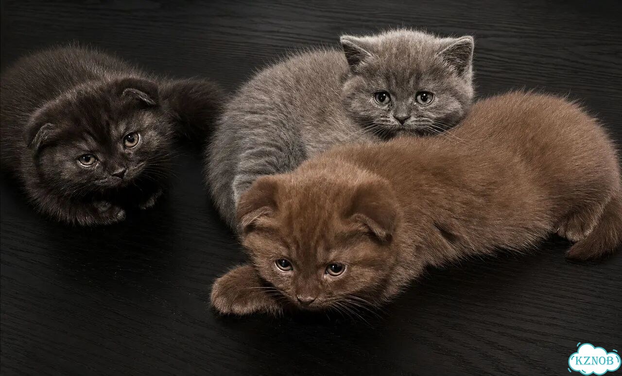 Шотландский вислоухий короткошёрстный котёнок фото 4