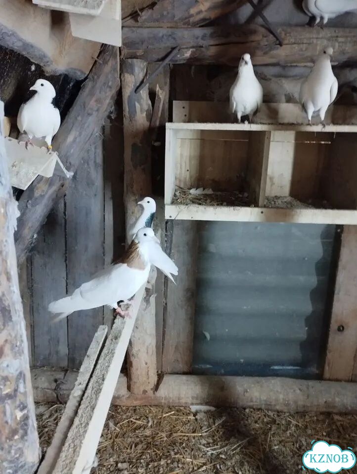 Продажа голубей фото 2