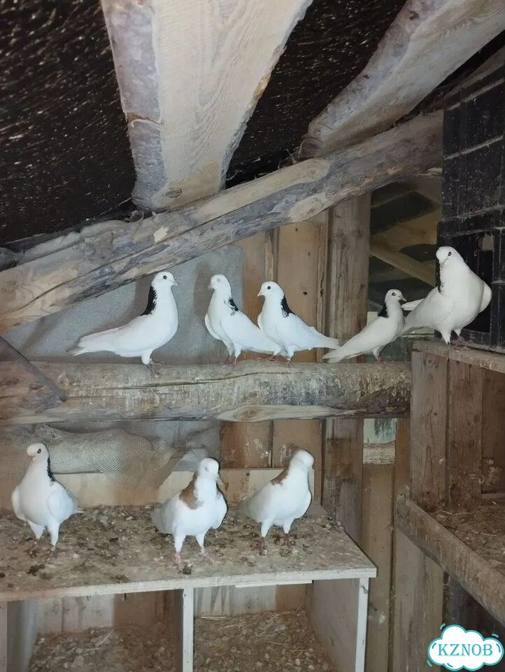Продажа голубей фото 3