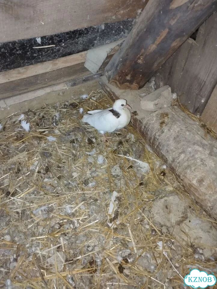 Продажа голубей фото 6