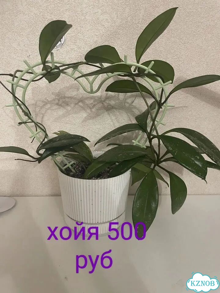 Комнатные растения фото 1