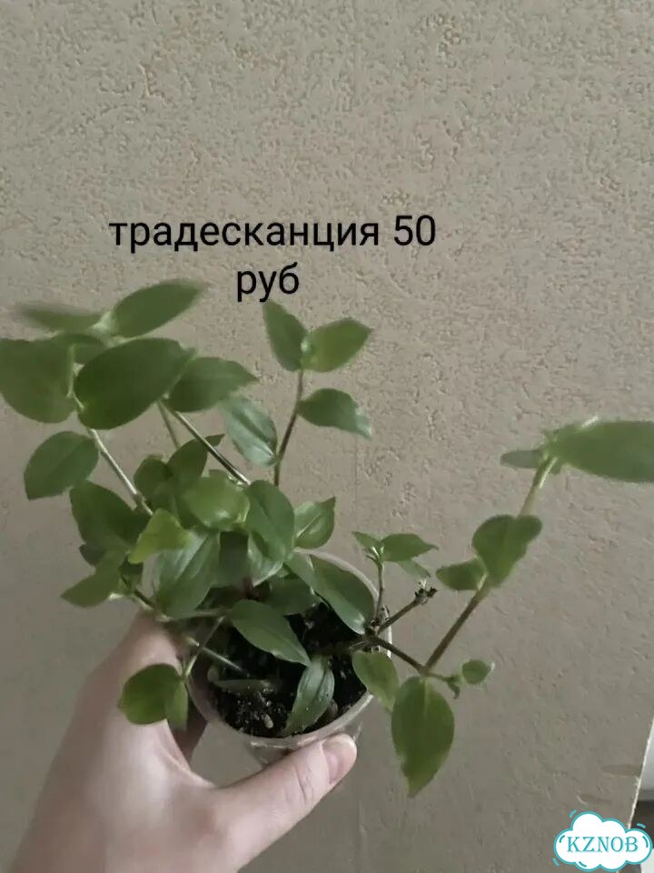 Комнатные растения фото 2