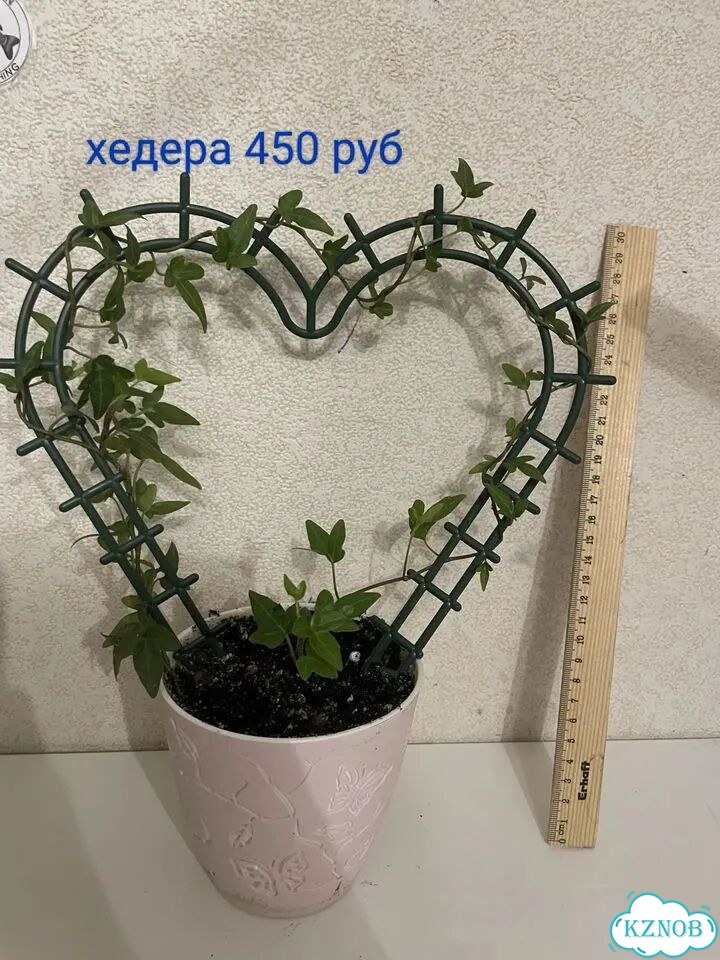 Комнатные растения фото 3