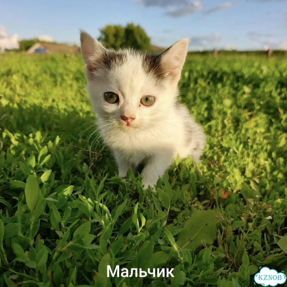 Котёнок в добрые руки фото 1