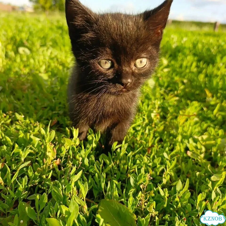 Котёнок в добрые руки фото 1