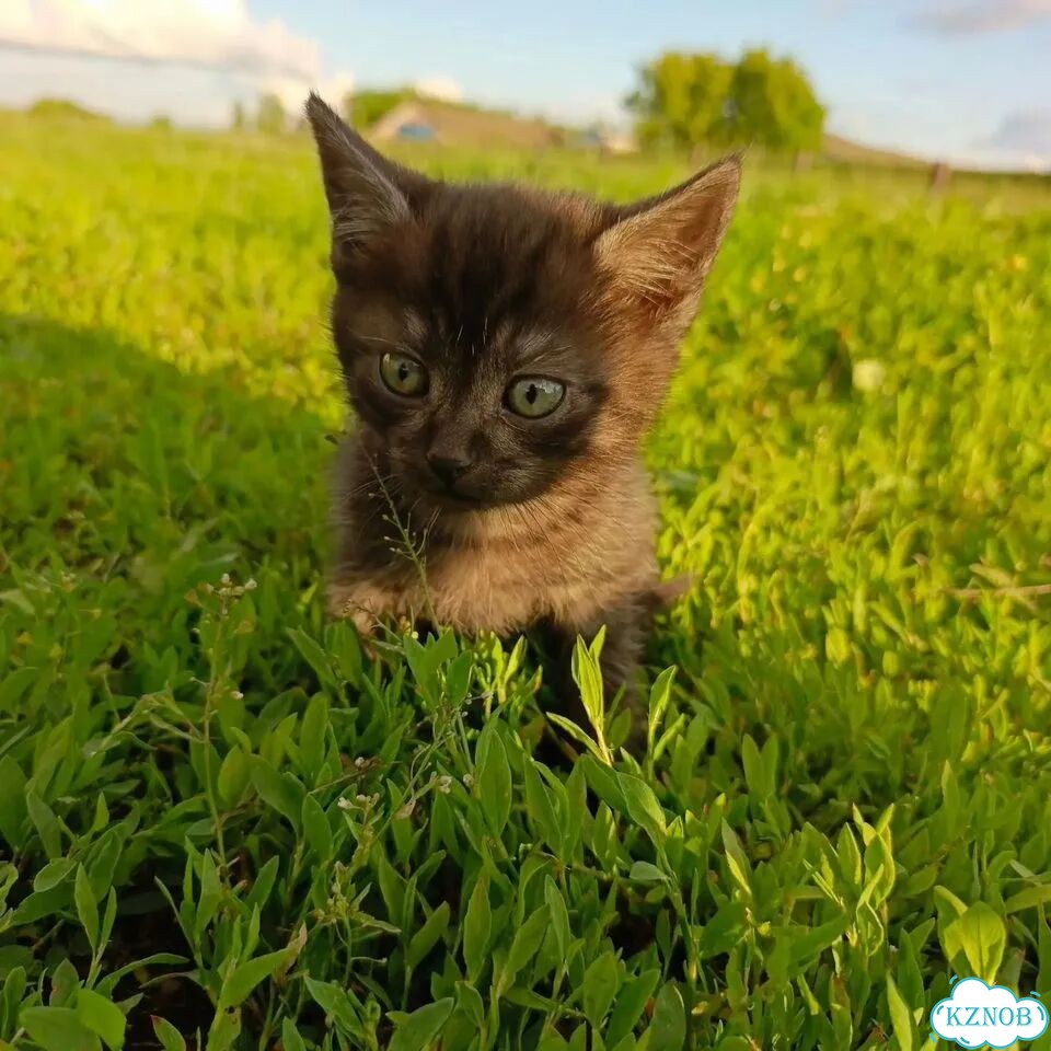 Котёнок в добрые руки фото 1