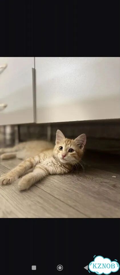 Котёнок в добрые руки фото 1