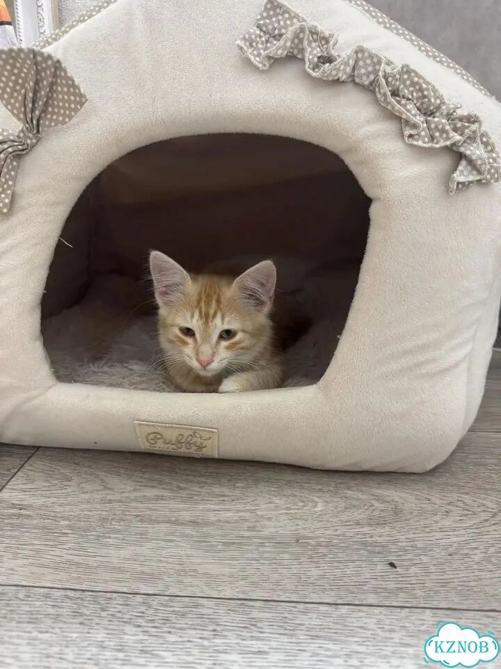 Котёнок в добрые руки фото 2