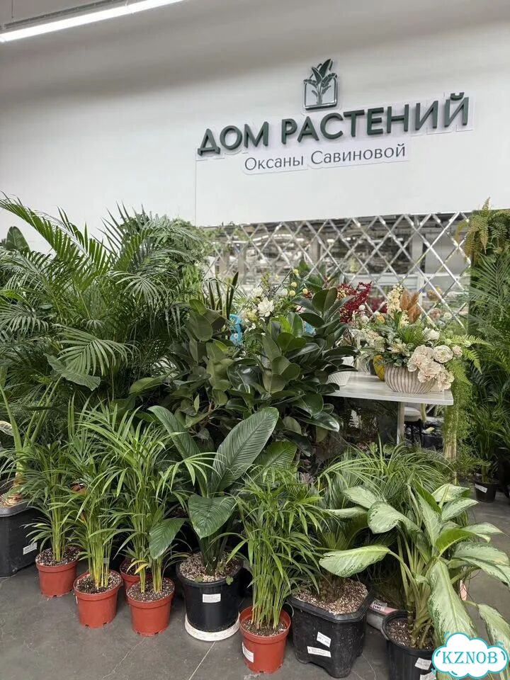 Фикус Амстел кинг h160см фото 10