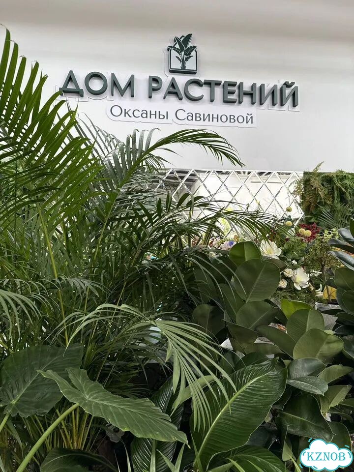Фикус Амстел кинг h160см фото 8